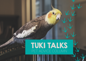 Tuki Talks