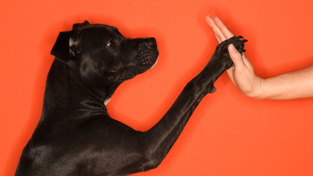 Dog Training A Compassionate, Sensible, Effective Approach Potter League For Animals