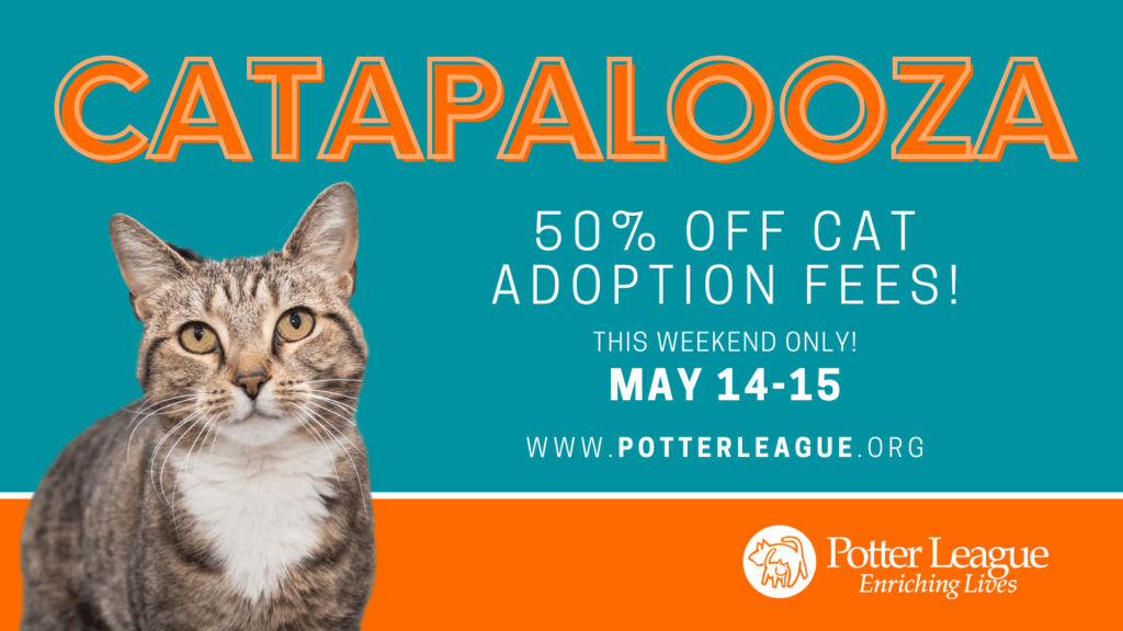 Catapalooza! Cat Adoption Event Potter League For Animals
