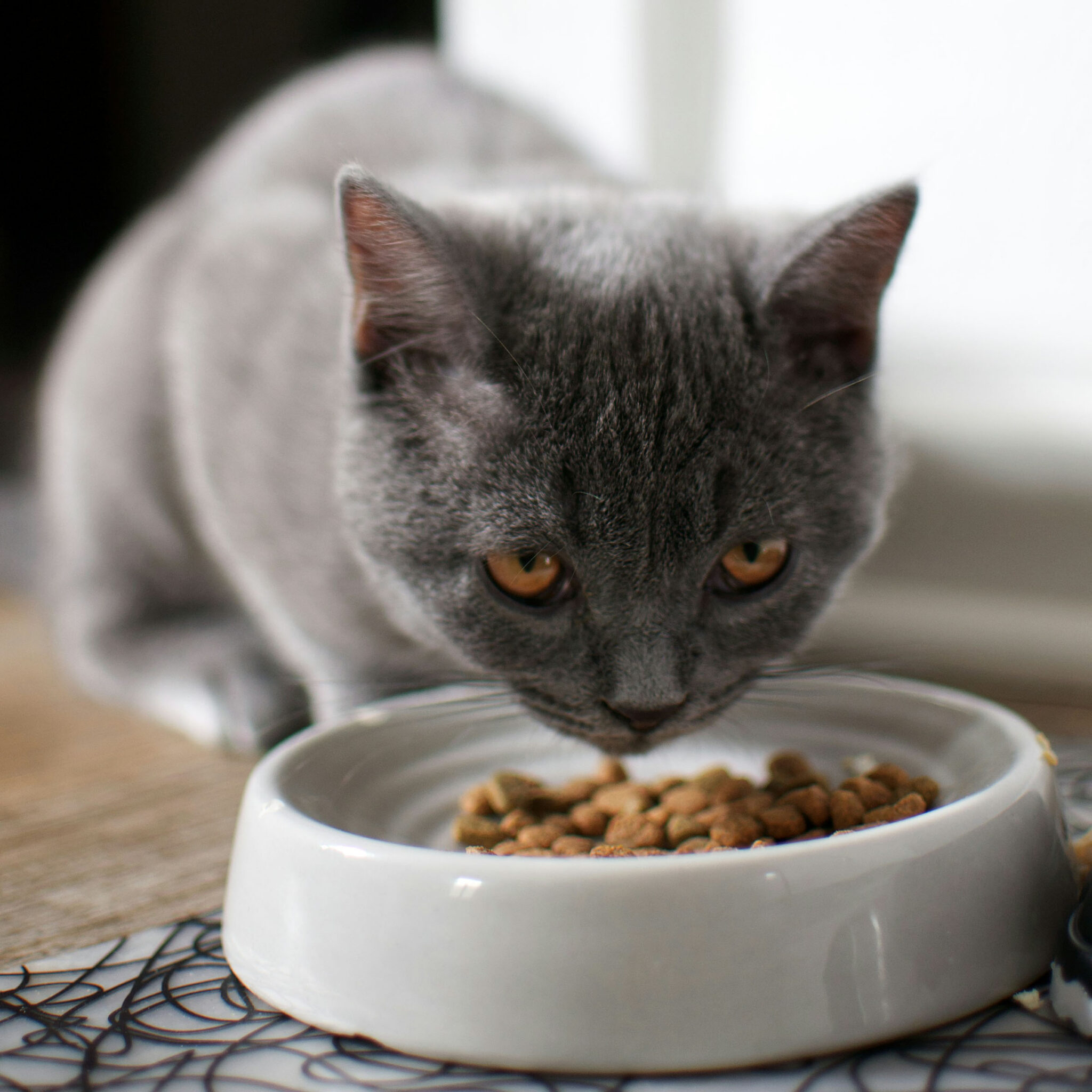 How Much Should I Feed My Cat? - Potter League For Animals